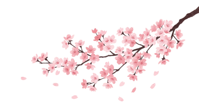 sakura branch with pink cherry blossoms, PNG