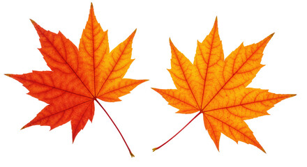 Fototapeta premium autumn maple leaf with gradient red-orange color
