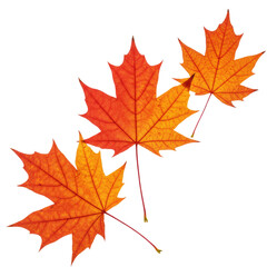Fototapeta premium autumn maple leaf with gradient red-orange color
