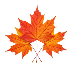Obraz premium autumn maple leaf with gradient red-orange color