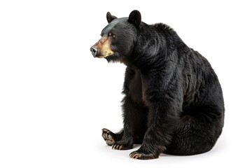 Fototapeta premium A majestic black bear sits its dark fur contrasting against a stark white background