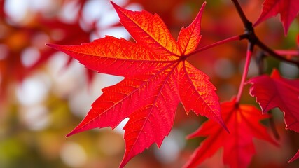 A vibrant red maple leaf displays autumnal colors on a branch with blurred background foliage.