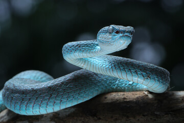 A vibrant blue Blue Insularis viper (Trimeresurus insularis) gracefully coils on a branch. Its red...