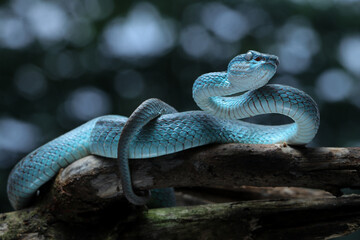 A vibrant blue Blue Insularis viper (Trimeresurus insularis) gracefully coils on a branch. Its red eyes contrast its striking turquoise scales, 09 may 2025 Indonesia