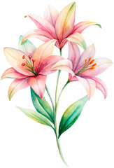 watercolor painting of lily close up isolated png bouquet 