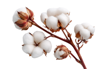 Close-Up of Fluffy White Cotton Bolls on a Branch, PNG