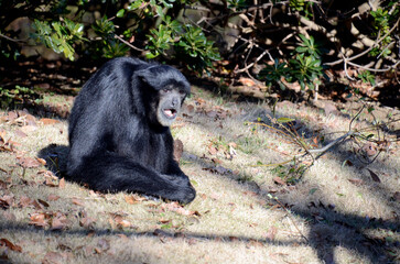 フクロテナガザル