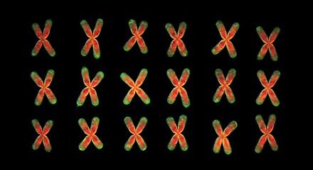 Fototapeta premium Microscopic View of Chromosomes: A Colorful Array of X-Shaped Structures