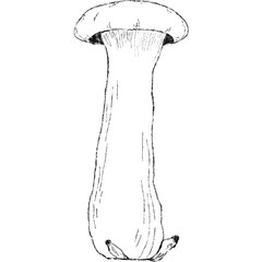 Pleurotus Eryngii (King Oyster Mushroom)