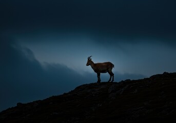 Wild Ibex Standing on Dark Mountain Ridge at Dusk