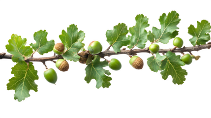 A detailed image of an oak tree branch with green acorns and lobed leaves, isolated on white background