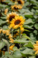Obraz premium Sunflowers and Bees