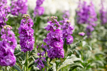 Obraz premium purple flowers