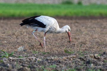 bocian biały na polu (Ciconia ciconia)
