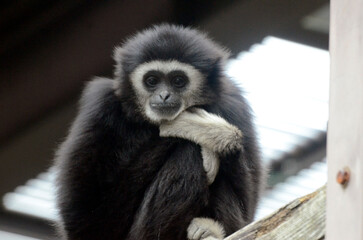 シロテテナガザル