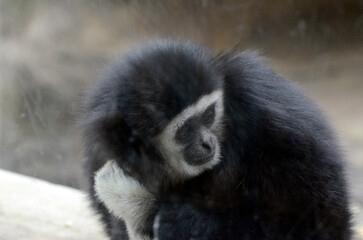 シロテテナガザル