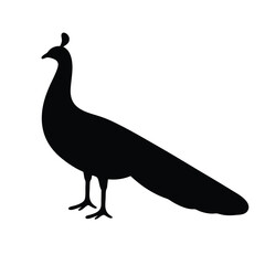 peacock vector silhouette icon - , ideal for wildlife, safari, and animal-themed illustrations.
