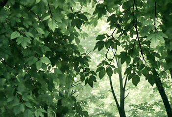 Obraz premium Lush green tree foliage under sunlight, forming a dense canopy, symbolizing growth and the richness of nature during summer.