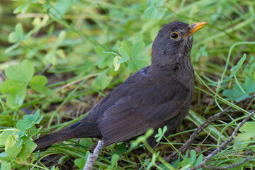 Turdus Merula in the Ria Formosa Natural Park, Faro, Algarve, Portugal