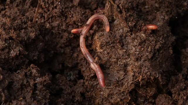 close up of a red worm