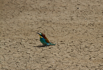 Merops apiaster, Tavira, Algarve, Portugal
