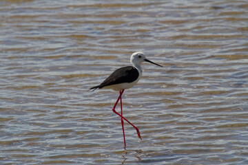 Himantopus himantopus, Fuzeta, Algarve, Portugal