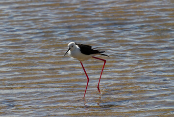 Himantopus himantopus, Fuzeta, Algarve, Portugal