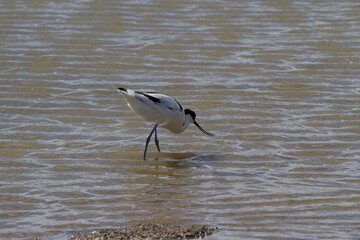 Recurvirostra avosetta, Fuseta, Algarve, Portugal
