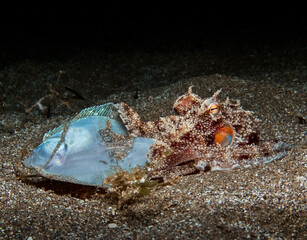 Young octopus eating a plaice for dinner
