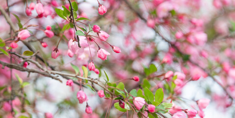 A light pink-petaled Hall crabapple, blooming on the branches, was discovered in the park. Malus halliana