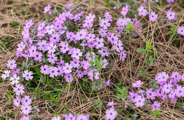 Obraz premium A purple-petaled creeping phlox was discovered in the park's grass. Phlox subulata, Moss phlox, Moss pink, Mountain phlox