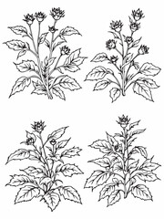 roselle line art simple yet beautiful floral representation.eps