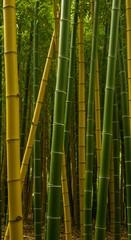 Fototapeta premium Golden Bamboo Grove: Serenity in Green and Gold