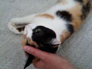 Beautiful tricolor cat put her head on a person's palm. Affectionate calm cat close-up