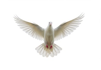 Fototapeta premium A white dove with wings spread wide against isolated on white background