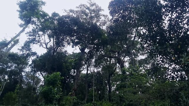 Tilt-down view of a forest landscape with tall, dense green trees and a misty environment