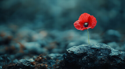 World War remembrance day. Red poppy is symbol of remembrance to those fallen in war