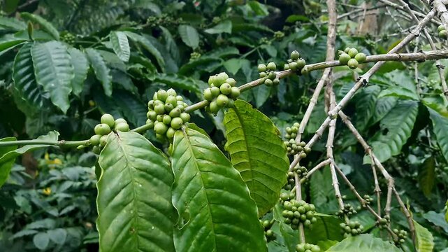 A close-up video of unripe clusters of green coffee beans amidst lush plant branches