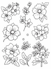 set of 6 pec in two row        Cloudberry Blossom    line art  chaler on white background (2).eps