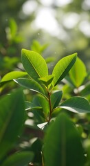 Sunlight Dappled: Vibrant Green Leaves