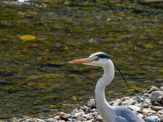 アオサギの顔のクローズアップ