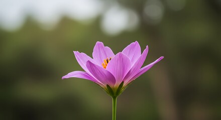 Fototapeta premium Nature Beauty Captured in a Stunning Flower