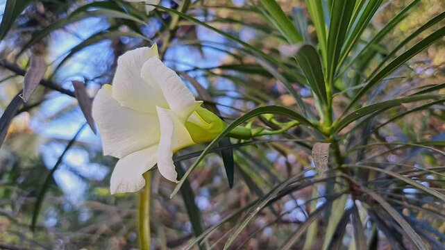 A video of Kaner, lucky nut, yellow oleander or milk bush flower in full bloom during summer