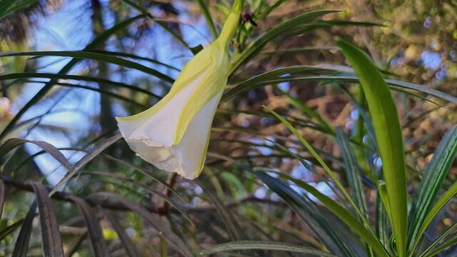 A video of Kaner, lucky nut, yellow oleander or milk bush flower in full bloom during summer