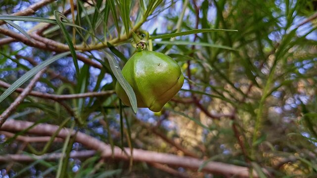 A video of Kaner, lucky nut, yellow oleander nut or fruit hanging amidst leaves during summer