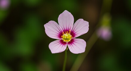 Fototapeta premium Ultra-Realistic Nature Flower Image with Detailed Petal Structure 