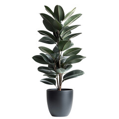 A Tall Lush Potted Rubber Plant with Dark Green Gloss Isolated on Transparent Background
