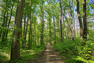 Obraz premium A peaceful forest path winds through a lush, sunlit woodland with tall green trees and dappled sunlight filtering through the canopy, inviting a tranquil walk in nature's shade