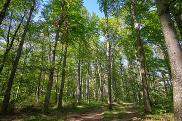 Obraz premium A peaceful forest path winds through a lush, sunlit woodland with tall green trees and dappled sunlight filtering through the canopy, inviting a tranquil walk in nature's shade