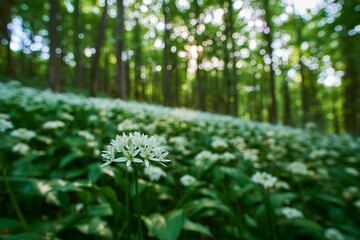 Close-up of Allium ursinum (wild garlic, ramsons, cowleekes, cows's leek, cowleek, buckrams, broad-leaved garlic, wood garlic, bear leek) blooming in the summer, morning forest